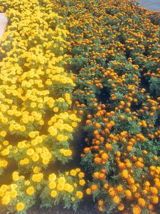 マリーゴールド